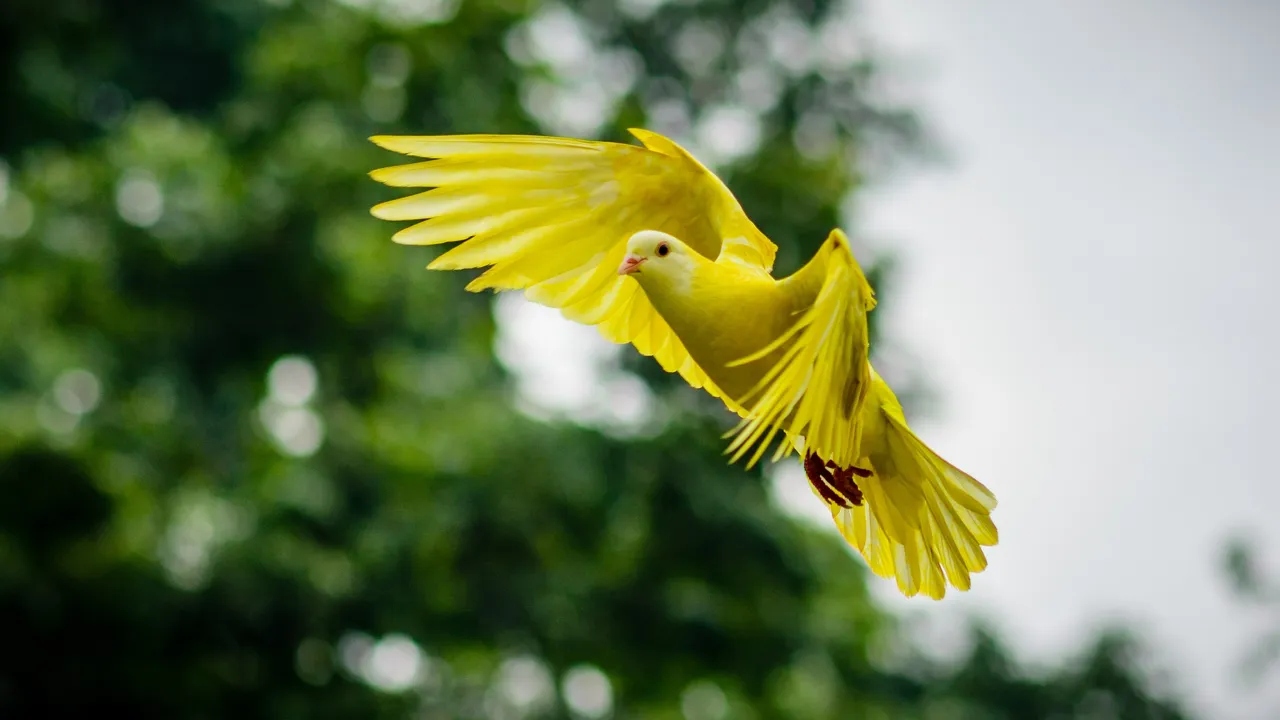 animal-avian-bird-459198.jpg