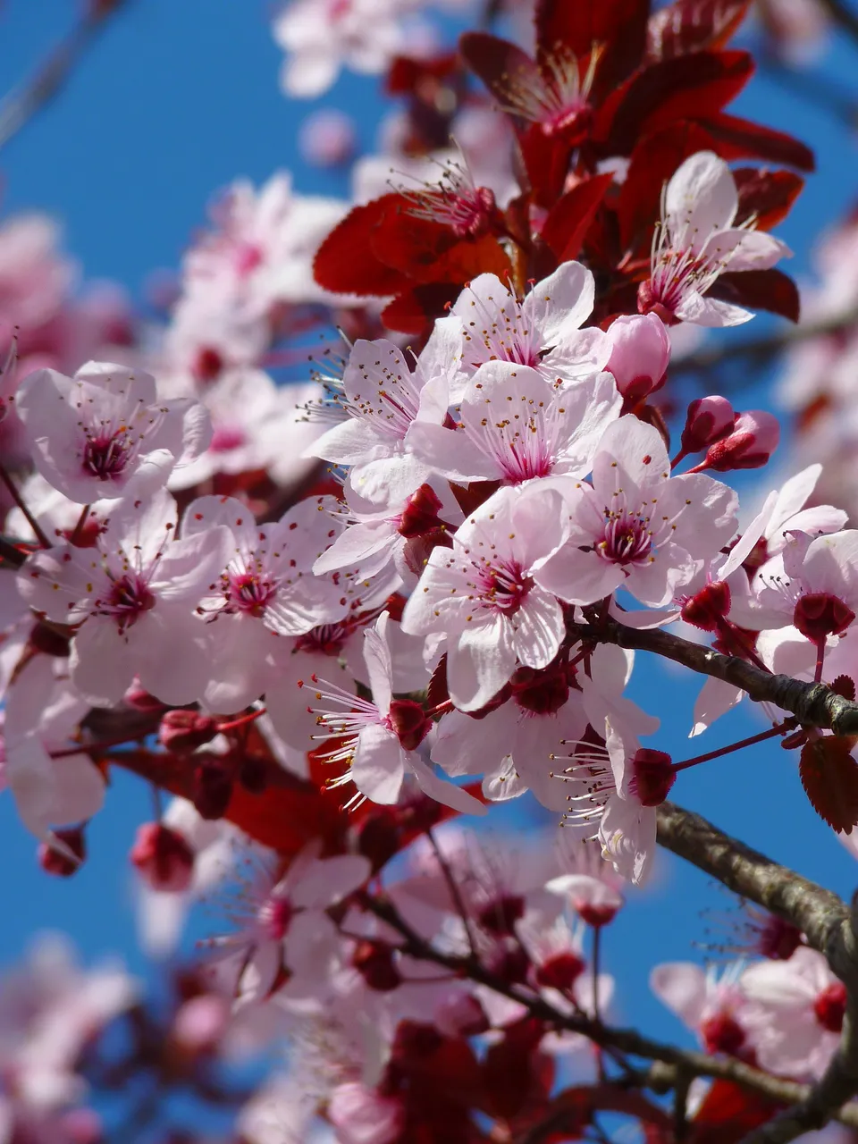 almond-blossom-5376_1920.jpg