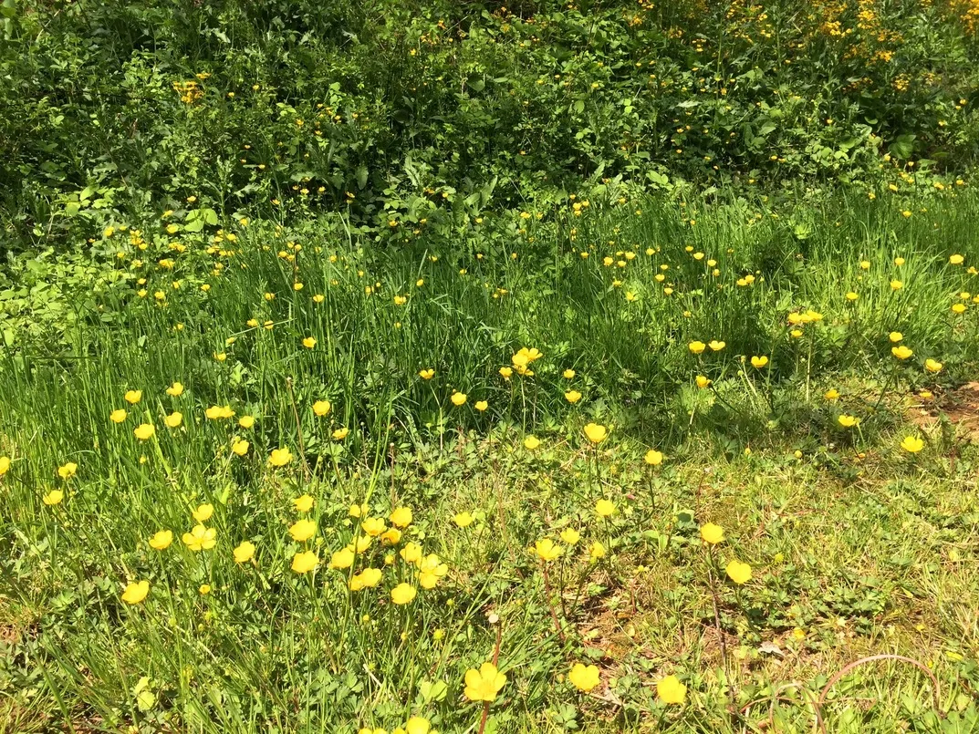 Buttercups-Boone-May2018.jpg