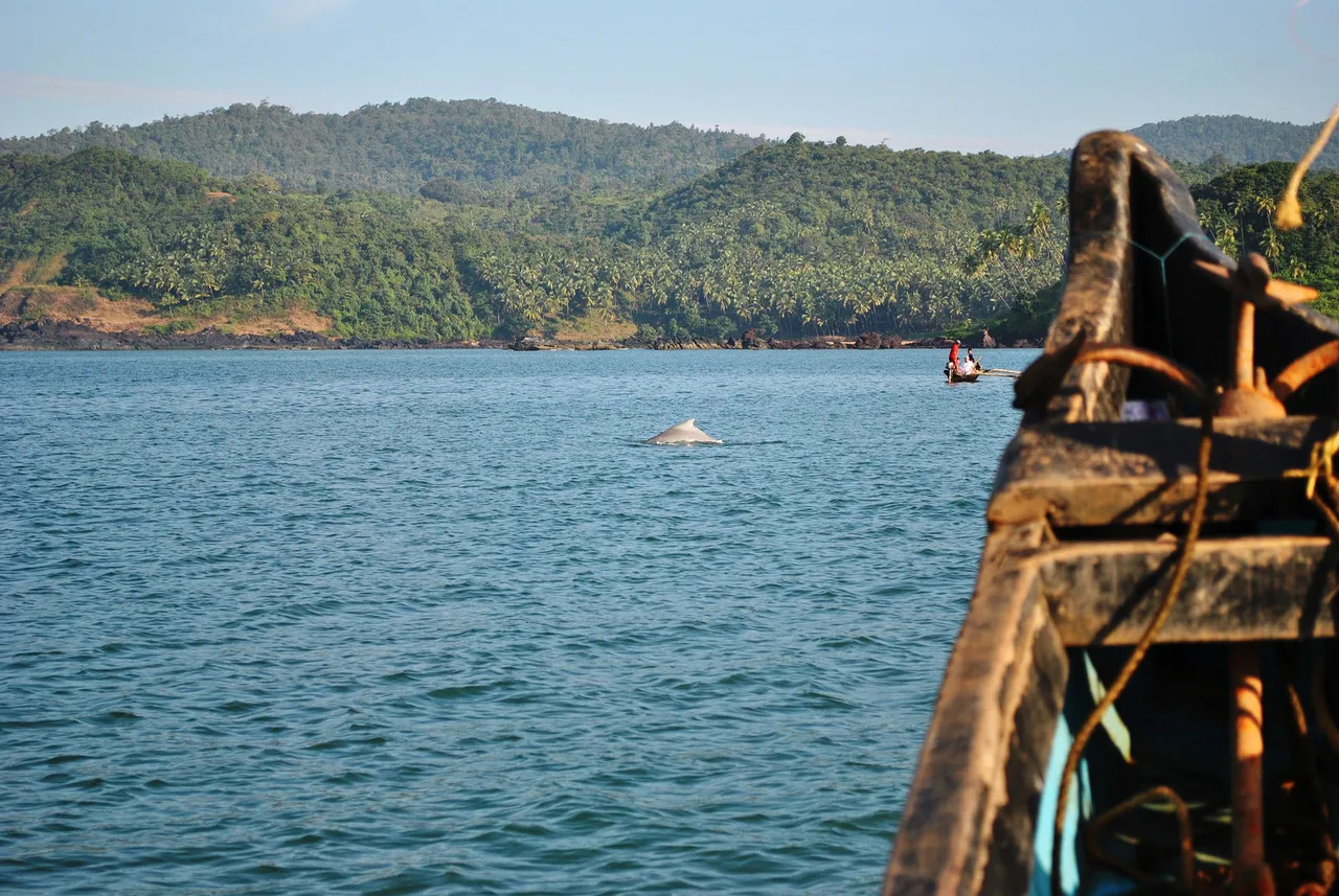 Dolphin sighting goa.jpg