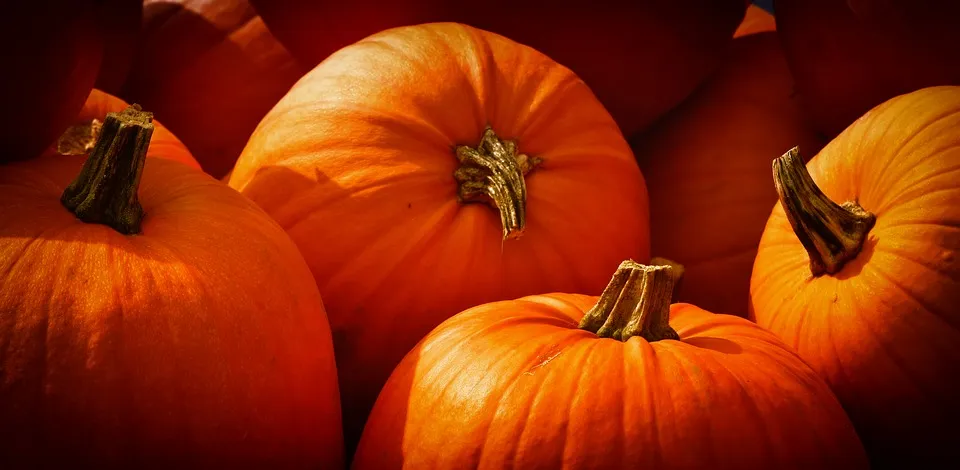 pumpkins-3726919_960_720.jpg