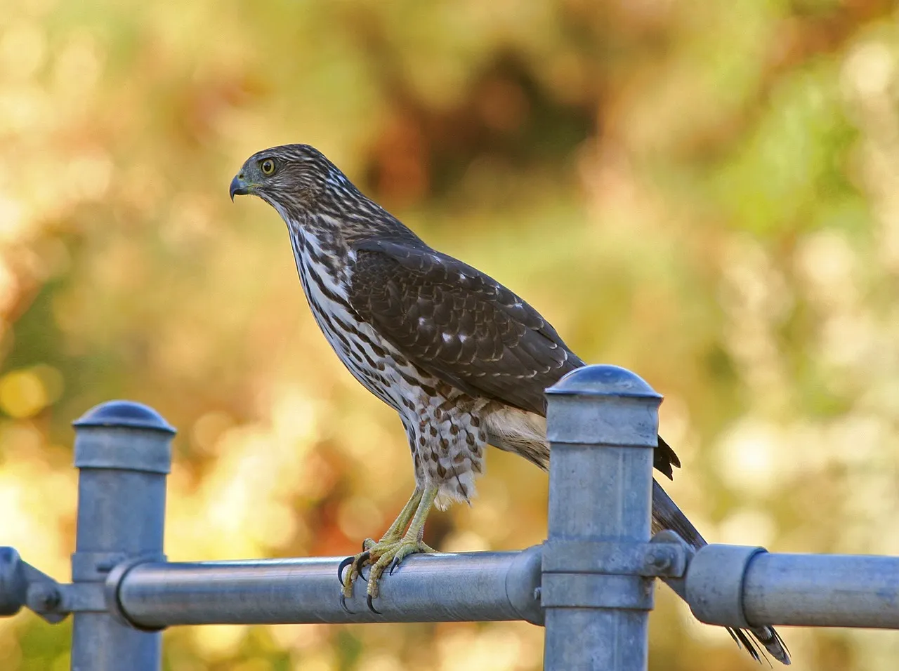 coopers-hawk-570341_1280.jpg