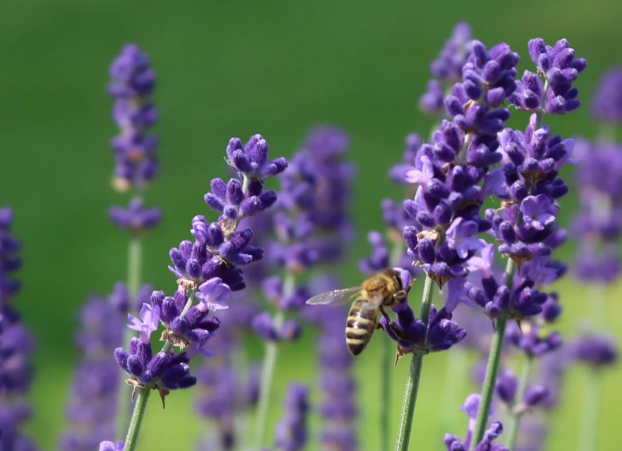 lavender-wasp-2018-06-09.jpg