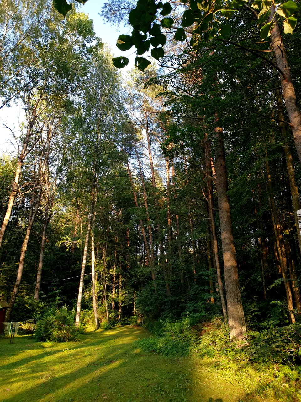 miškassaulėjed.jpg