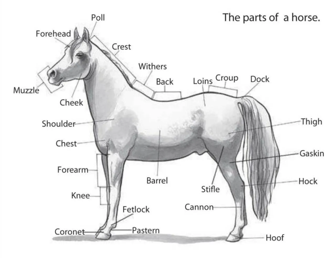 parts of the horse.png