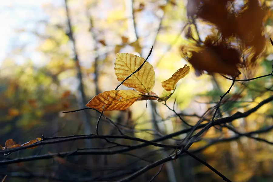 seasons_autumn_ph011 s.jpg