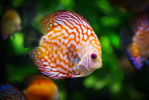 discus-fish-1943755__340.jpg