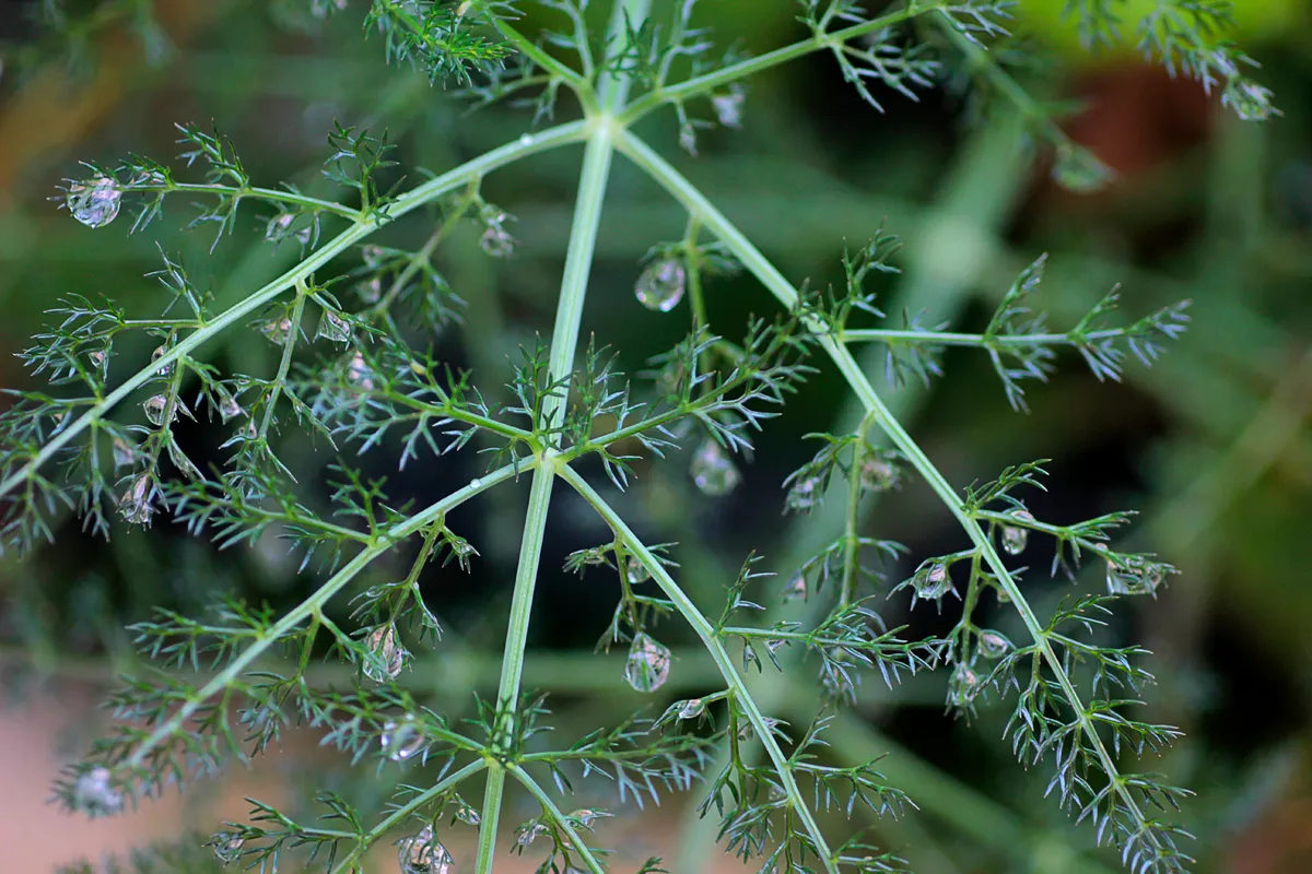 foeniculum vulgare_red.jpg