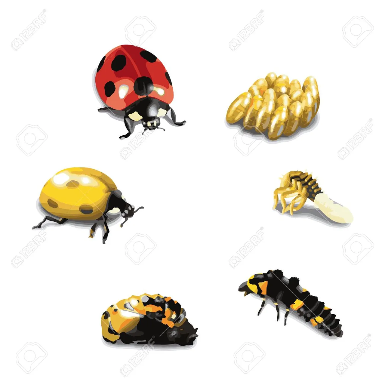 ladybug-life-cycle-stage.jpg