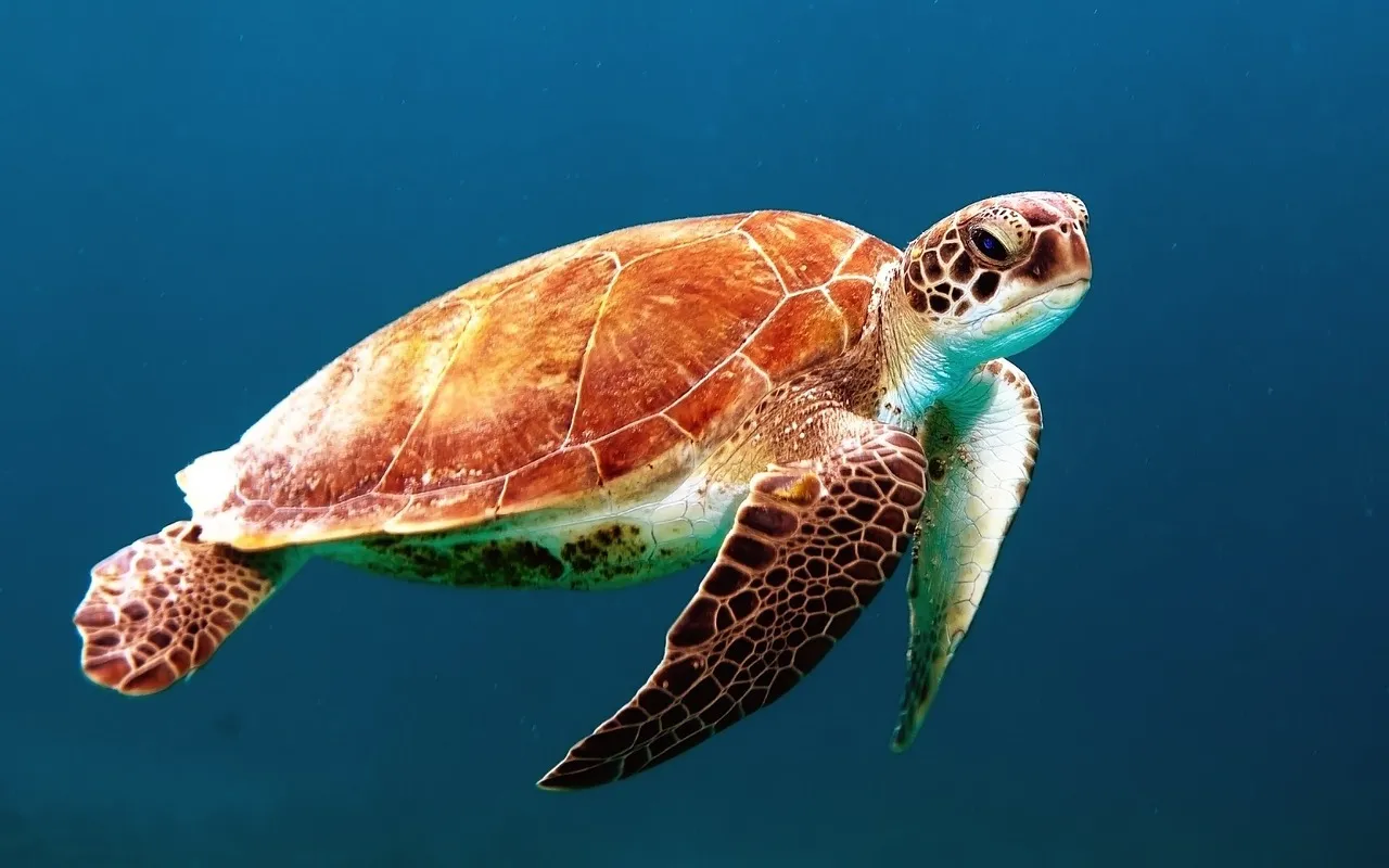 turtle-863336_1280 (1).jpg