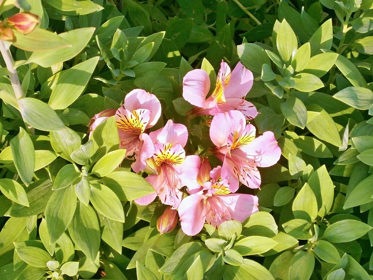 alstroemeria-362139_1280.jpg