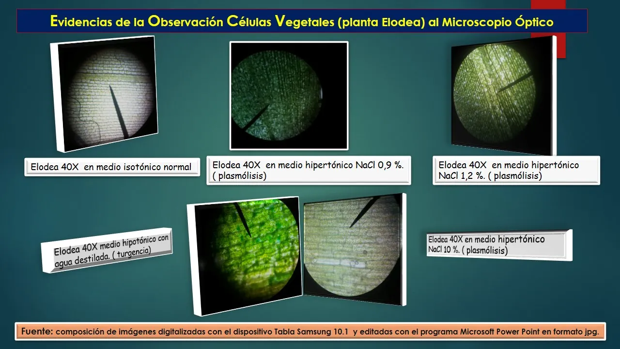 EvidenciasOsmosisvegetal.JPG