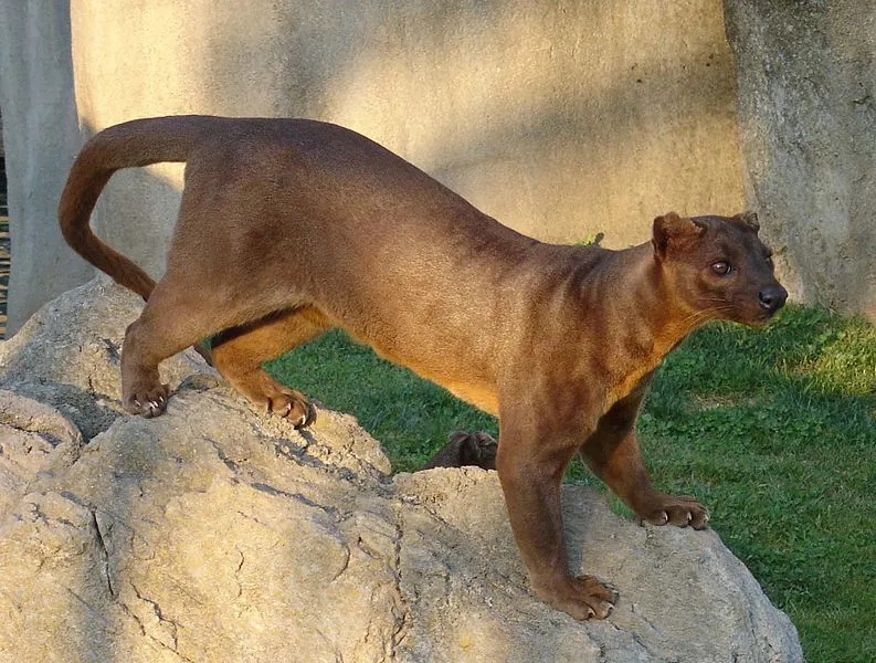 793px-Cryptoprocta_Ferox.JPG