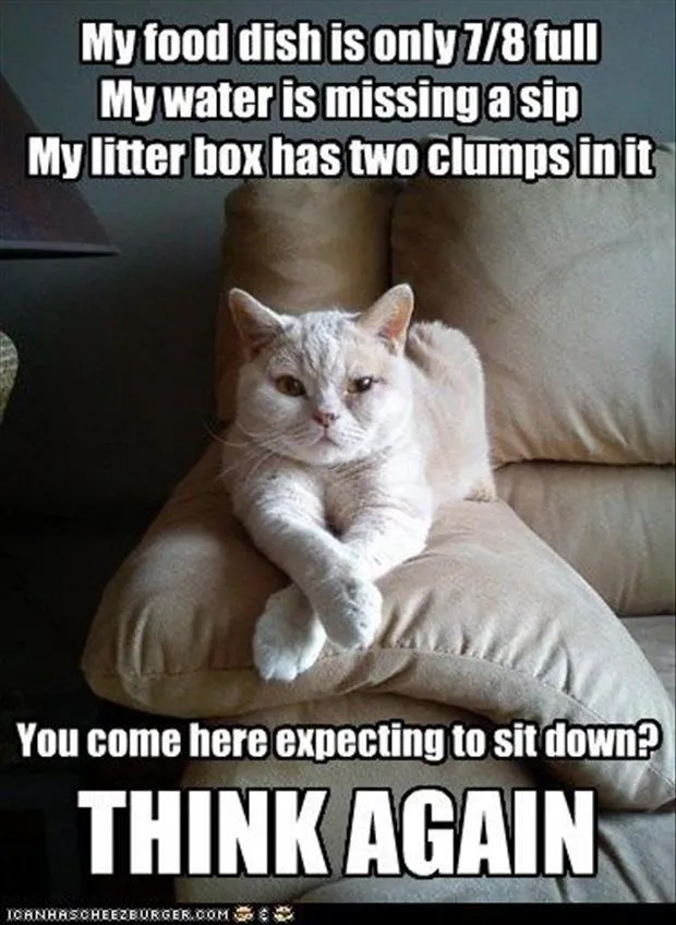 cats-have-staff-11 (1).jpg