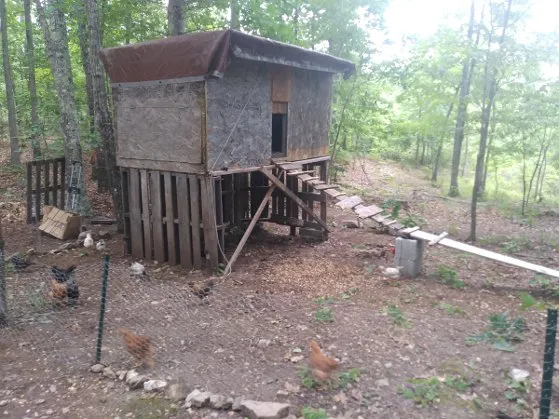 home_made_chicken_coop_2.jpg