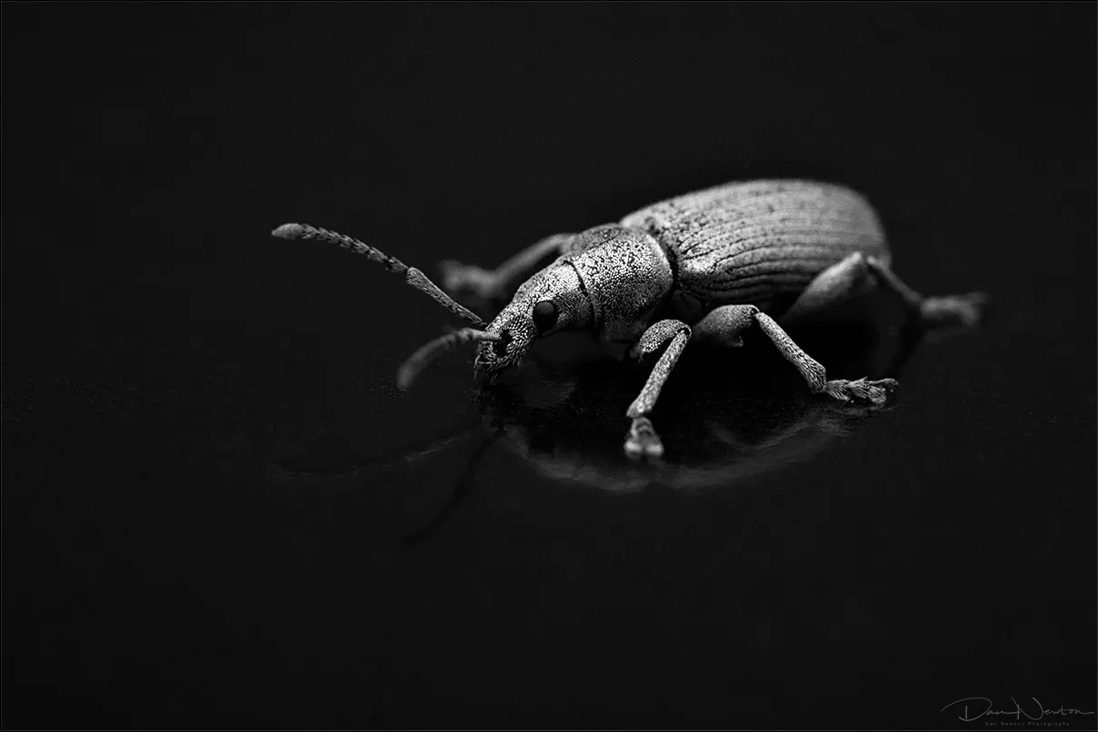 BW Green Weevil  Phyllobius sp0031PP.jpg