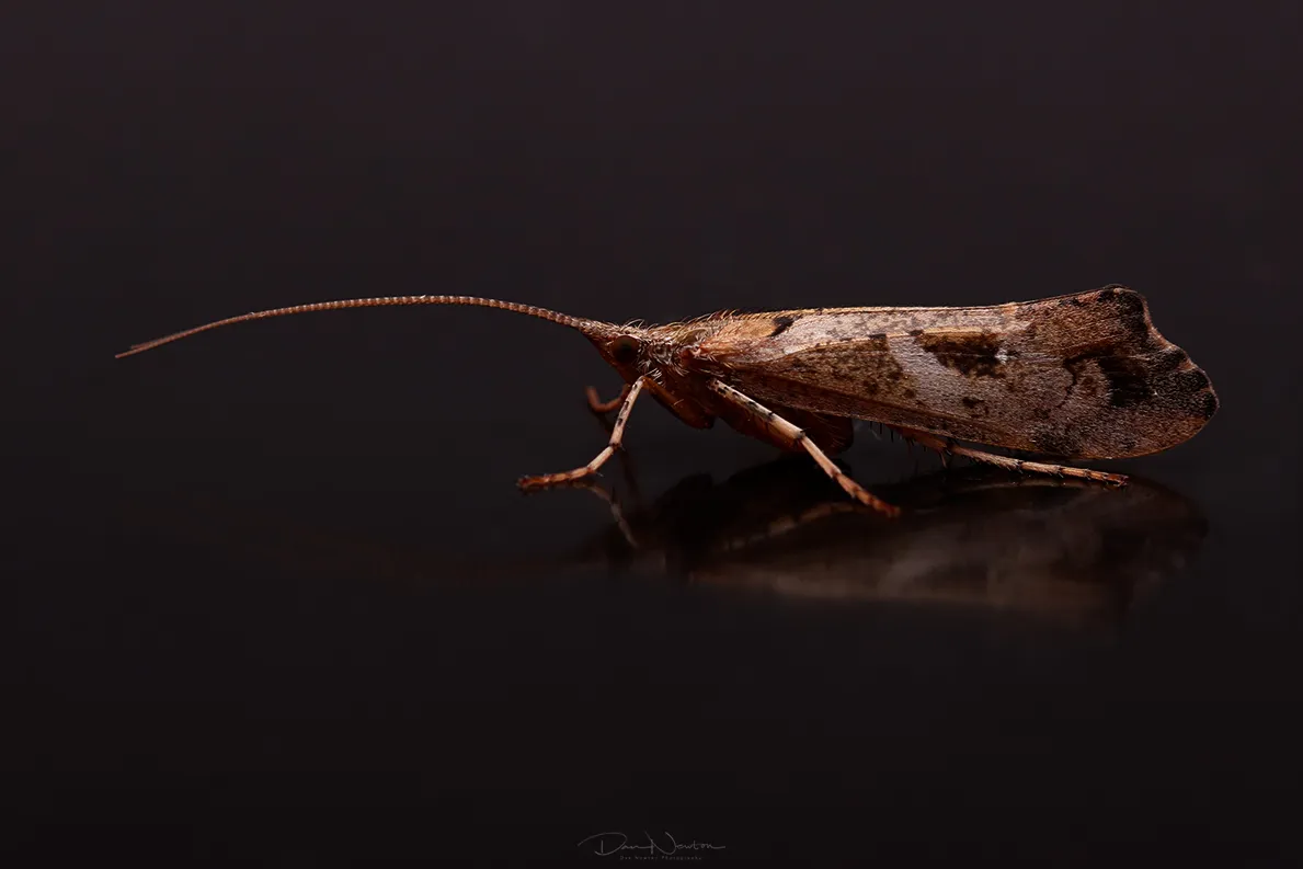 Glyphotaelius pellucidus Caddis 17746PP.jpg