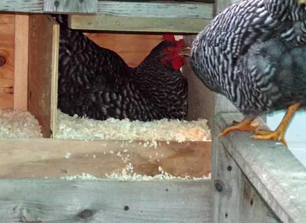 Pullet in nestbox2 crop Sept. 2020.jpg