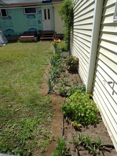 East Shed  weeded2 crop May 2020.jpg