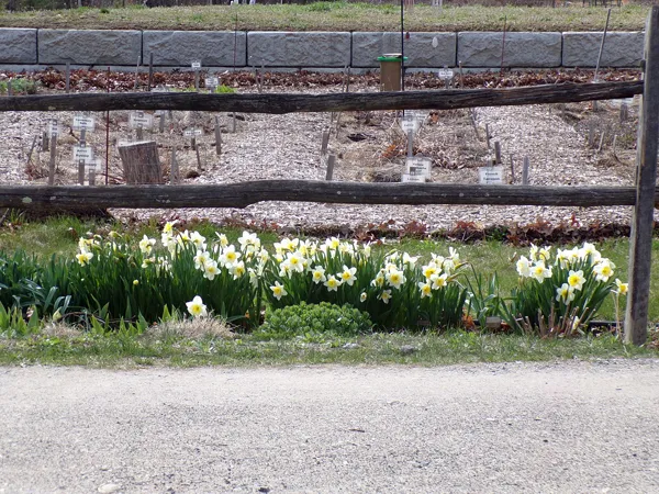 3rd Fence  daffs crop April 2020.jpg