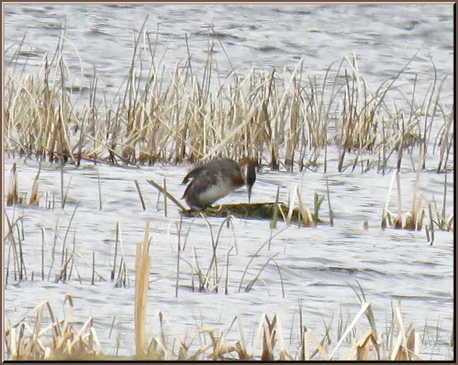 Female Great Crested Grebe checking nest.JPG