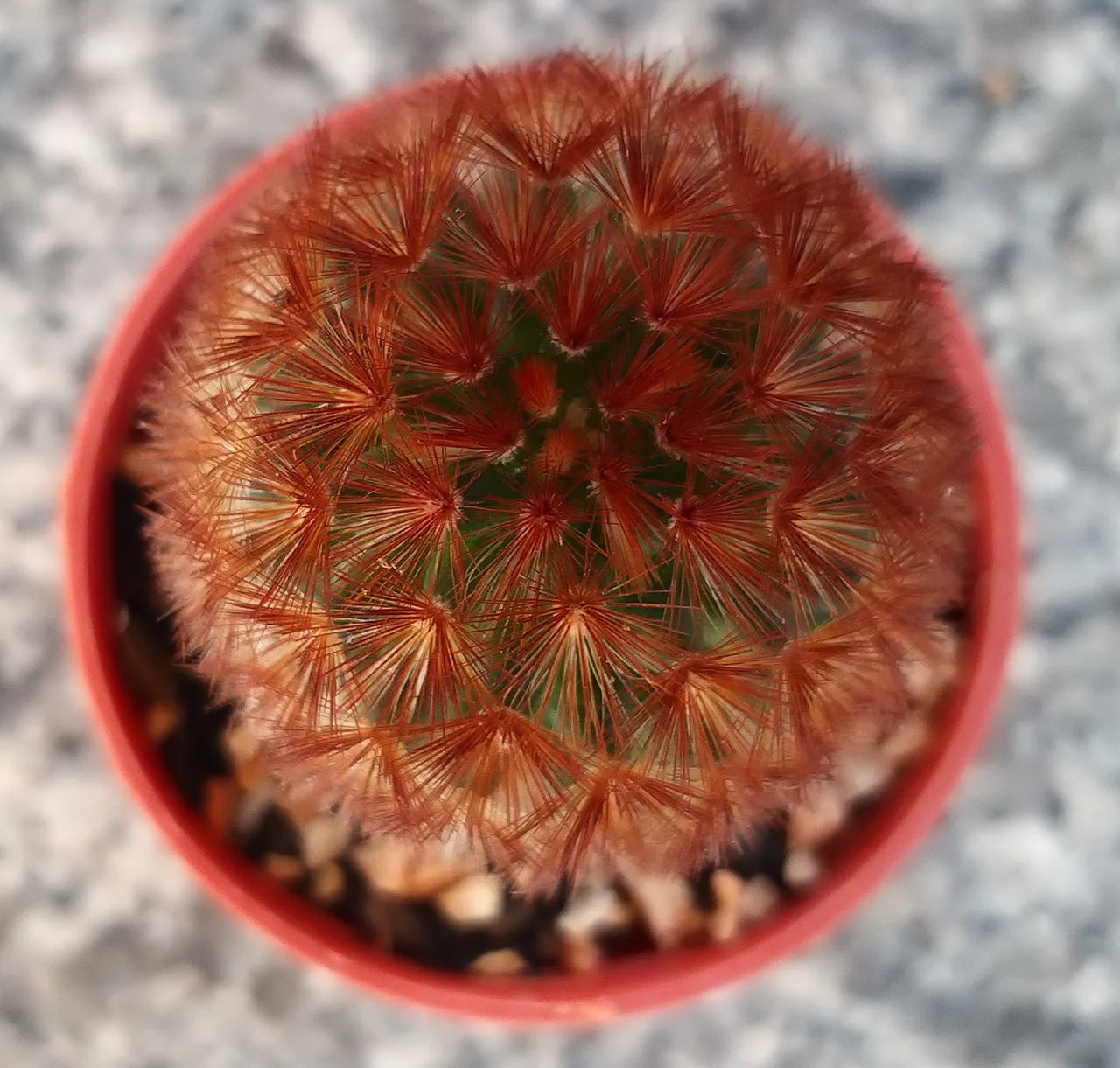 leaves_cactus_kohsamui99_163.jpg