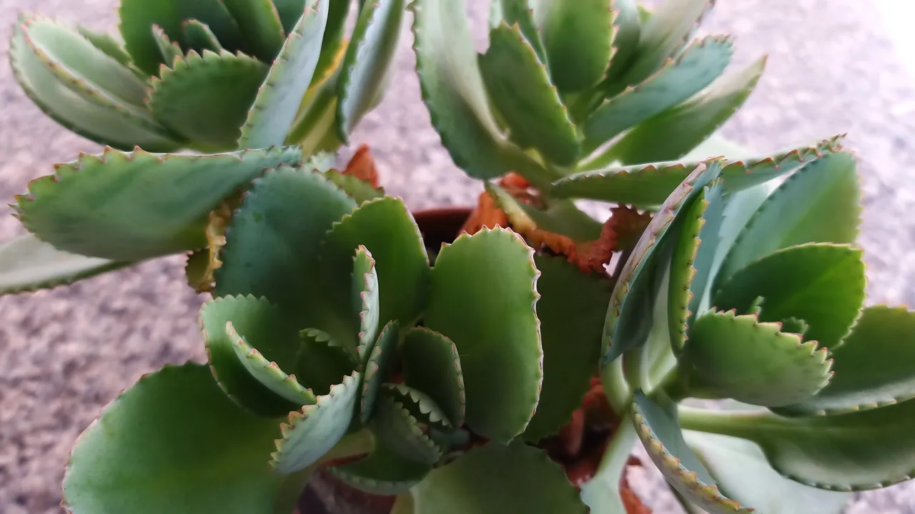 leaves_cactus_kohsamui99_181.jpg