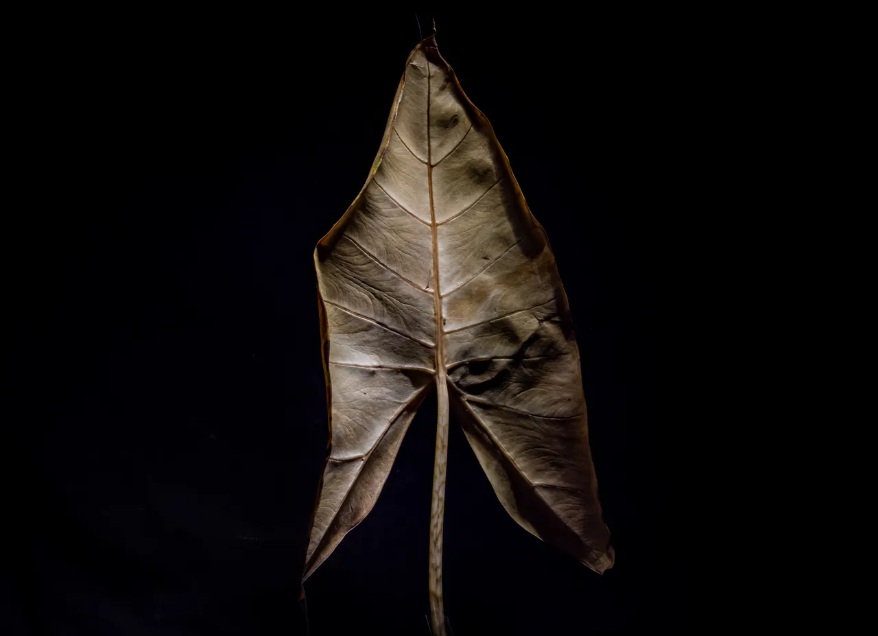 2021_10_20_dead_leaf_18_lr_2.jpg