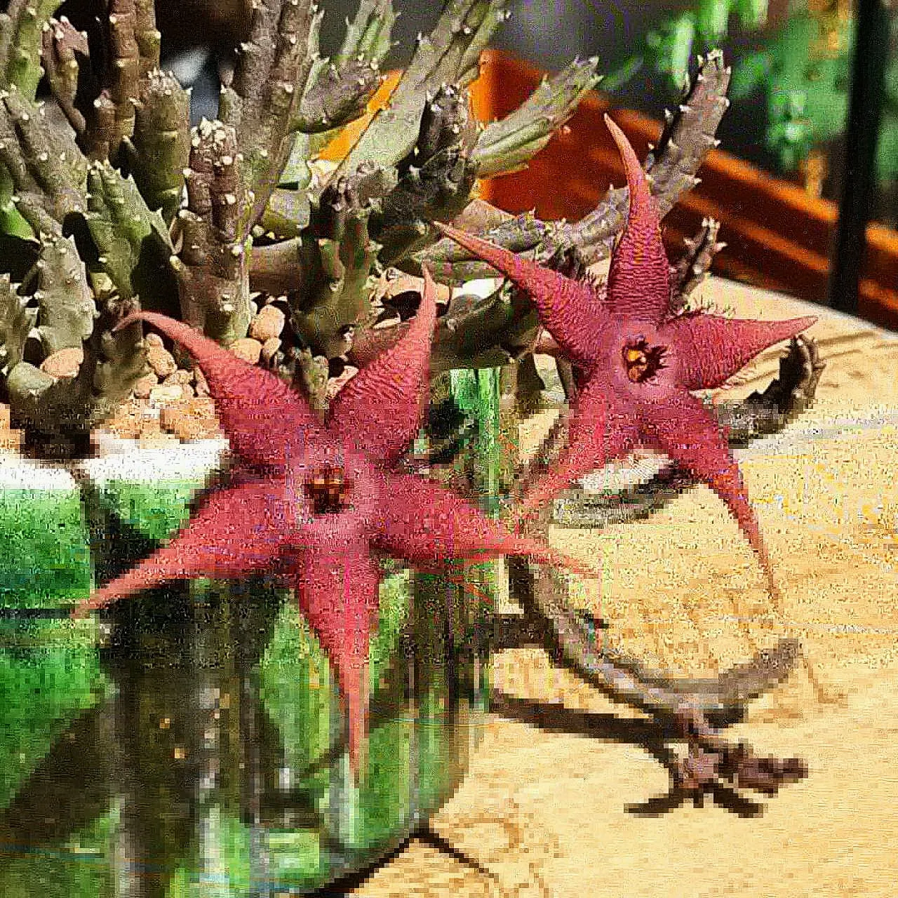 leaves_cactus_kohsamui99_243.jpg