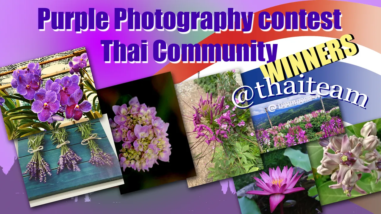 purple_photography_winners_2.png