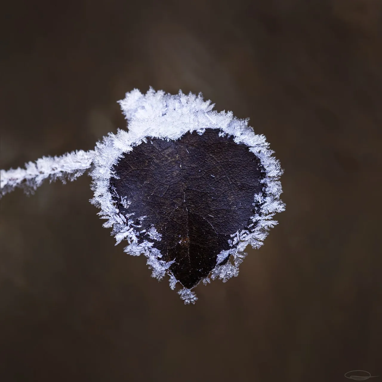 Frozen Heart Leaf