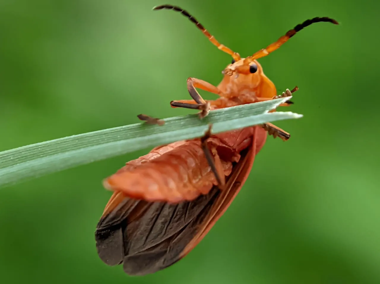 net winged beetle (11).jpeg