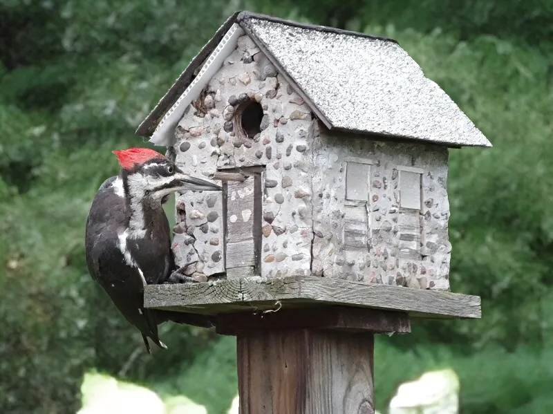 feathered-friends-woodpecker-.jpg