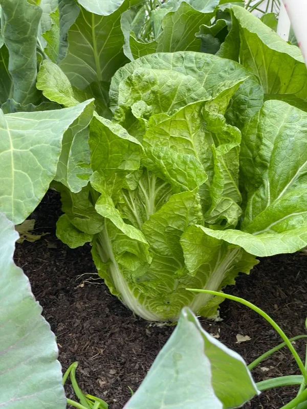 hivegarden-vegetables-cabbage.jpg