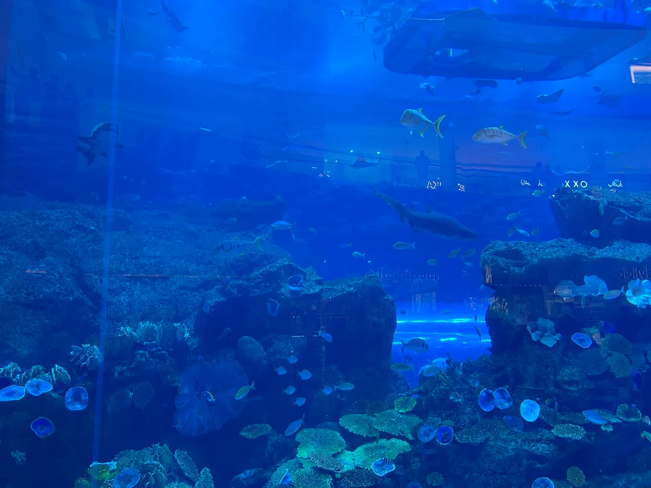 8. Dubai Mall Aquarium.JPEG