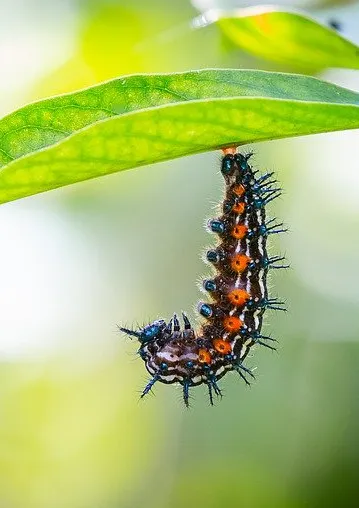 caterpillar-4550158_960ee_720.jpg