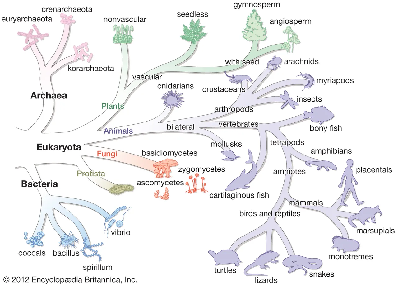 tree-life-three-domain-system.jpg