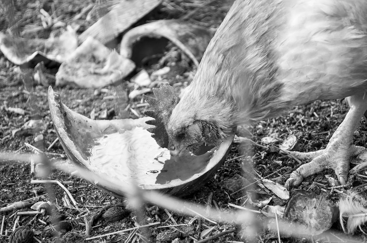 Santa Fe chicken bw s.jpg