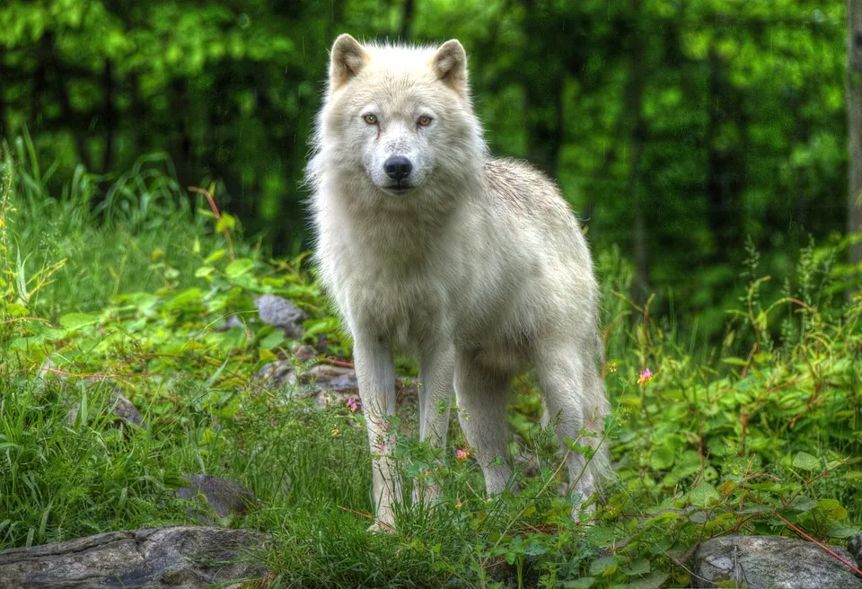 canada-4131643_960_720 Wolf.jpg