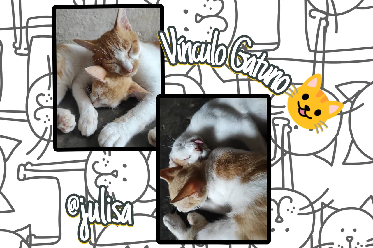 Picsart_23-10-11_14-20-35-582.jpg
