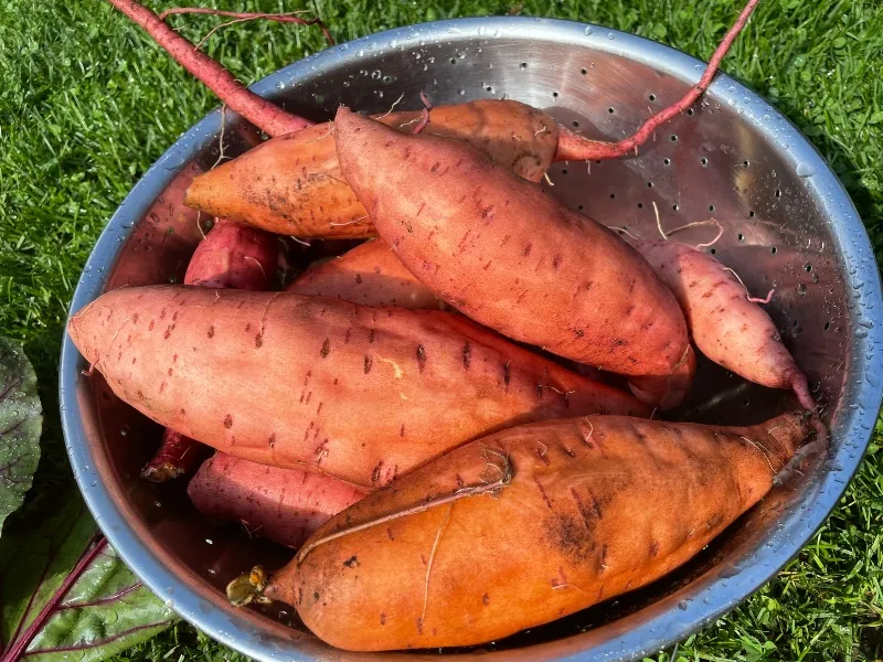 hivegarden-sweet-potato (1).jpg