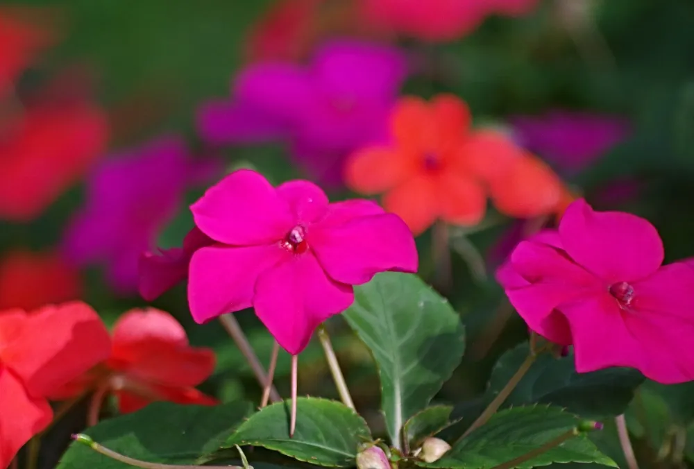 photography-flowers-impatiens.jpg
