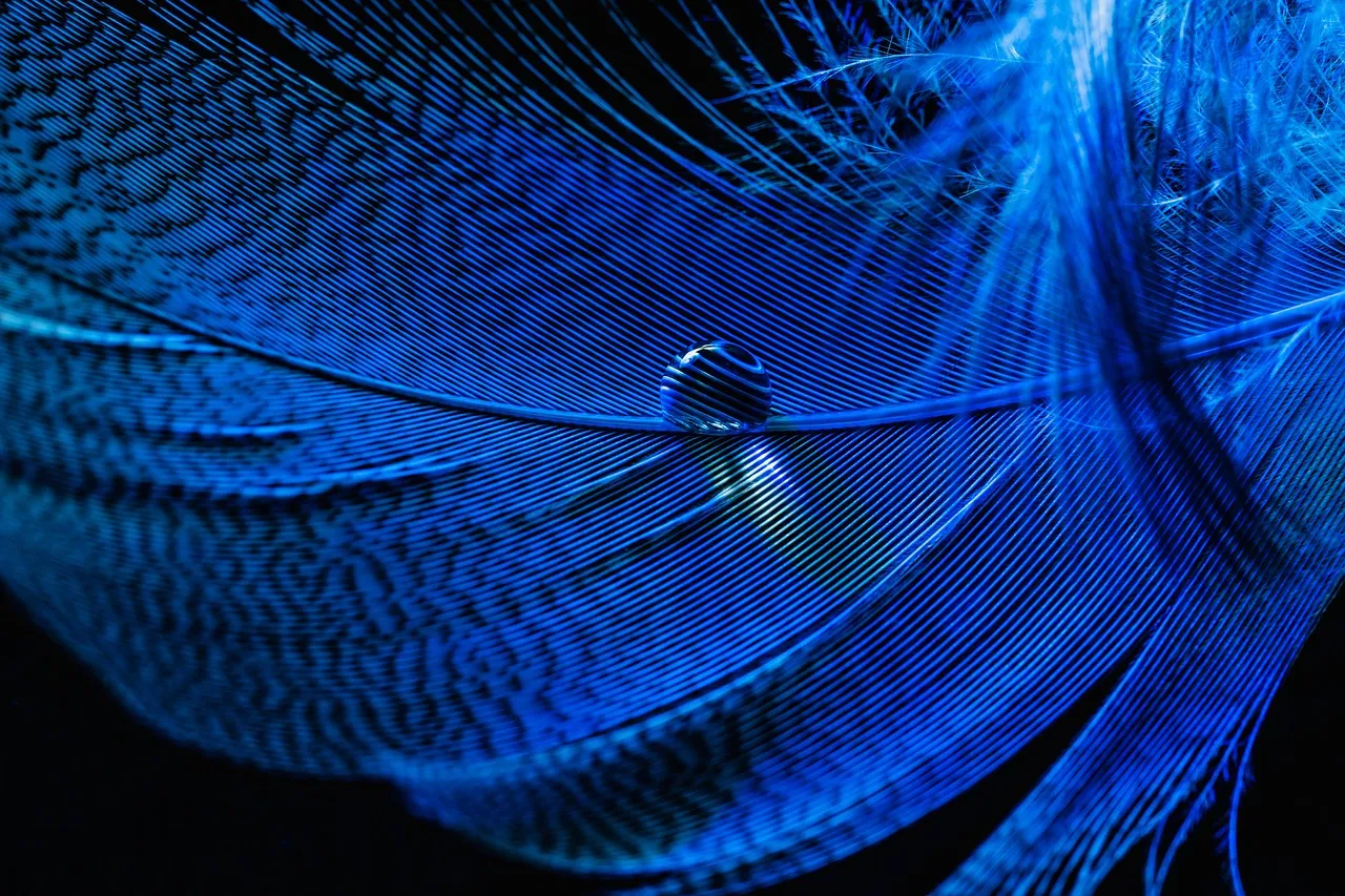 macroperspective6503070_1280.jpg