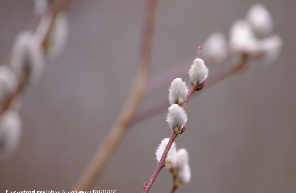 PussyWillowBuds=--1-031818.jpg