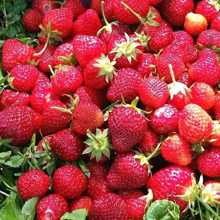strawberry selesai panen.jpg
