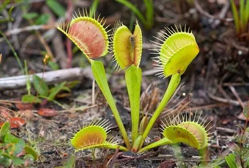 00xp-flytraps_web1-master768.jpg