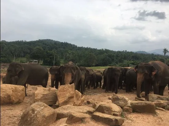 pinnawala-elephant-orphanage.jpg