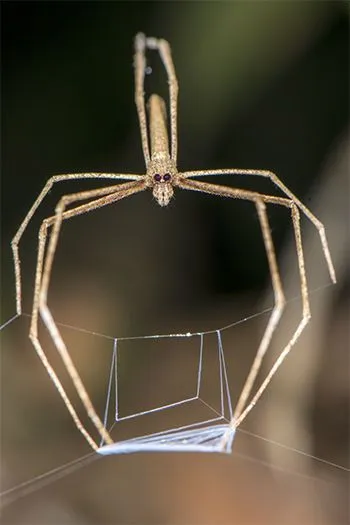 cs_71020N_Spiders_Ogre-350px.jpg