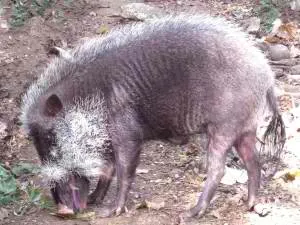 Palawan-Bearded-Pig-300x225.jpeg