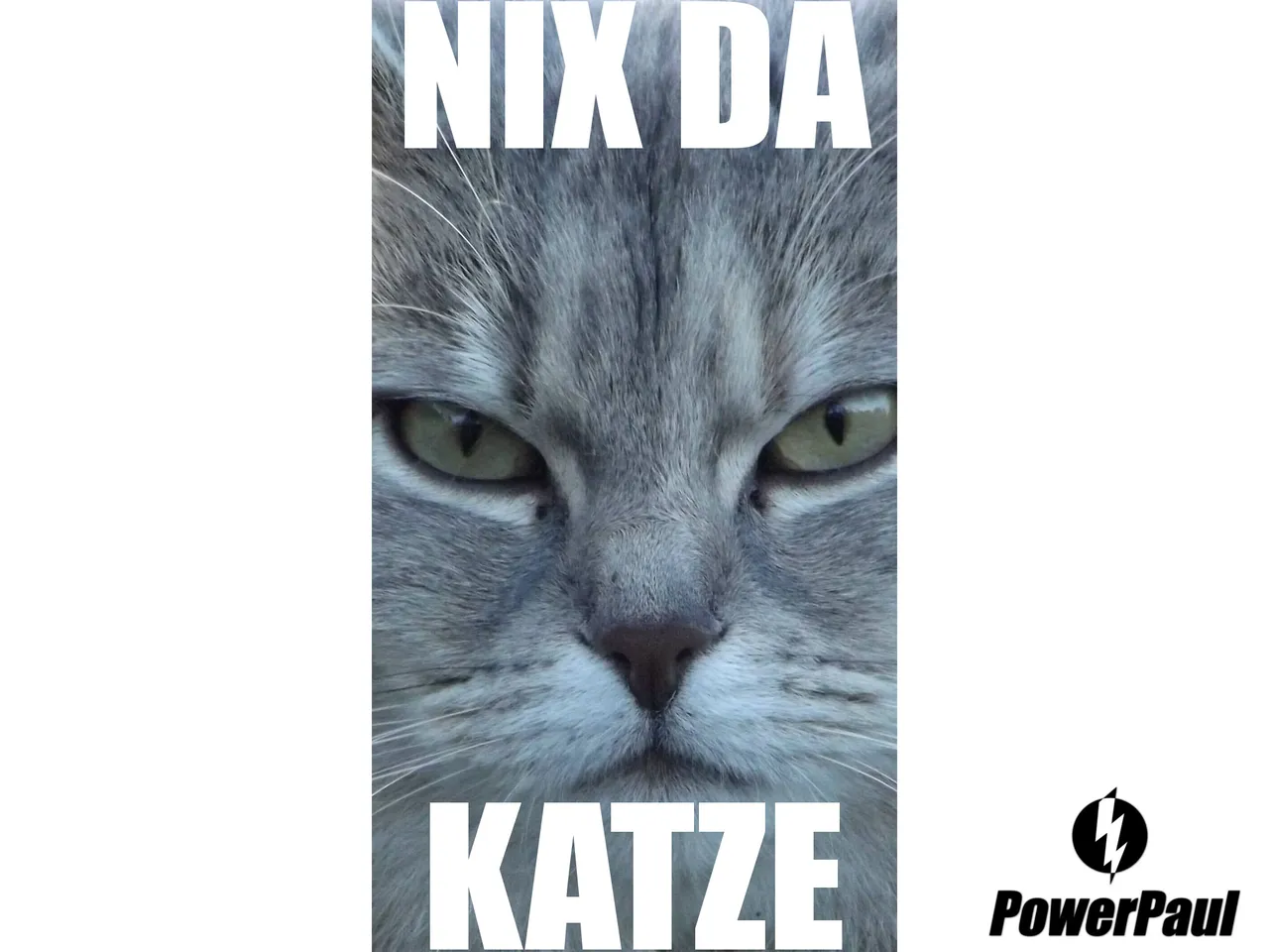 nachbars-katze-sigharting_03.jpg